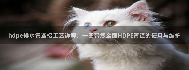 球盟会头号玩家是谁