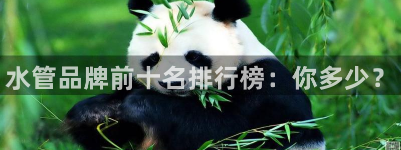 球盟会官方网站是什么