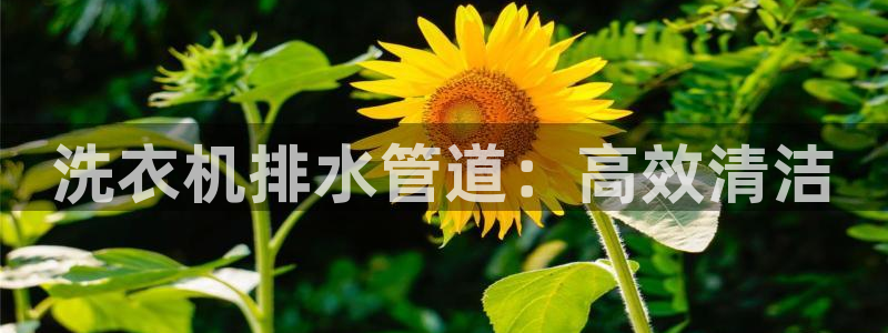 球盟会官方入口