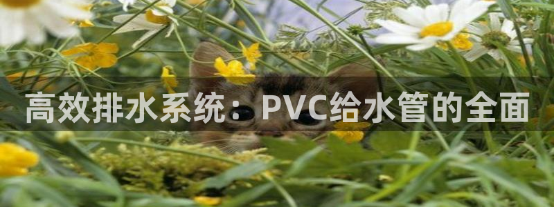 球盟会qm