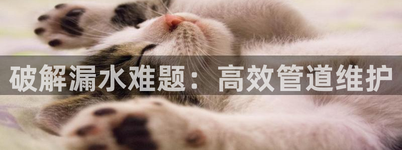 球盟会手机网页版